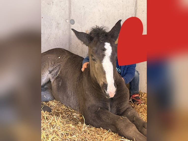 Noriker Mare  Black in Kelchsau