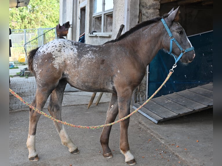 Noriker Mare Foal (05/2025) in Klettgau
