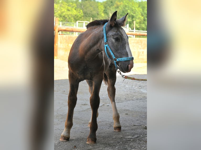 Noriker Mare Foal (05/2025) in Klettgau