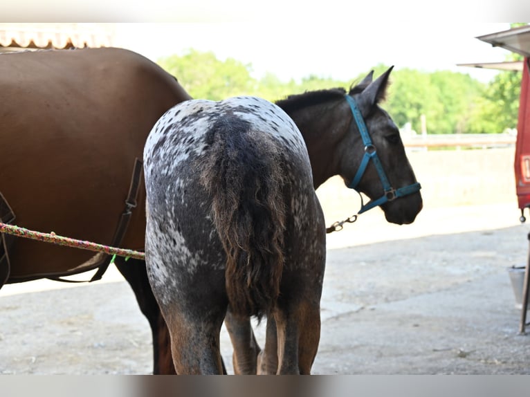 Noriker Mare Foal (05/2025) in Klettgau