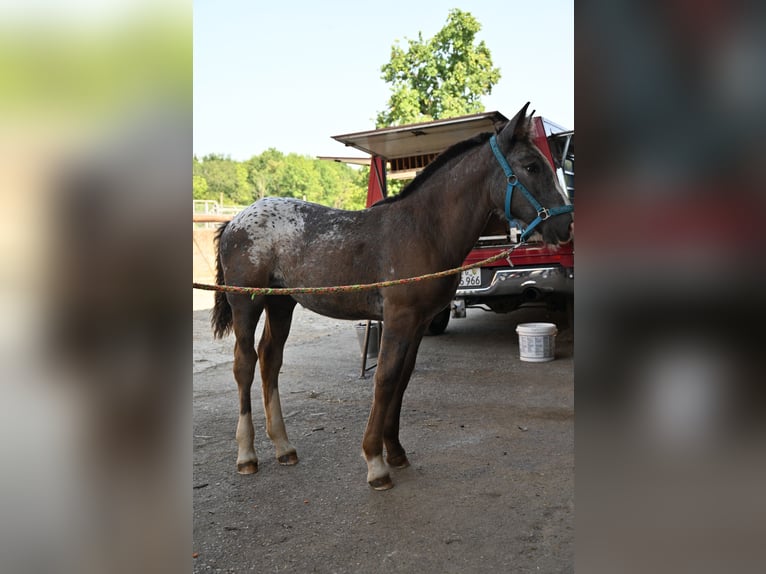 Noriker Mare Foal (05/2025) in Klettgau