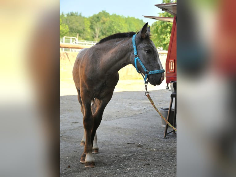 Noriker Mare Foal (05/2025) in Klettgau