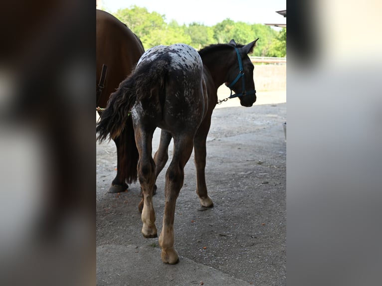 Noriker Mare Foal (05/2025) in Klettgau