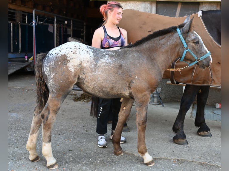 Noriker Mare Foal (05/2025) in Klettgau