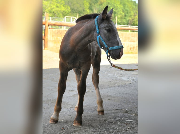 Noriker Mare Foal (05/2025) in Klettgau