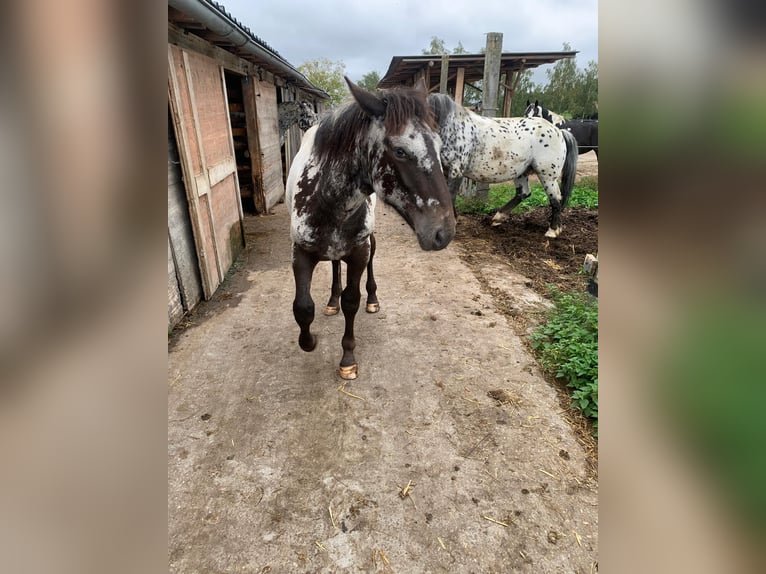 Noriker Mare Foal (02/2025) in Ro&#xDF;bach
