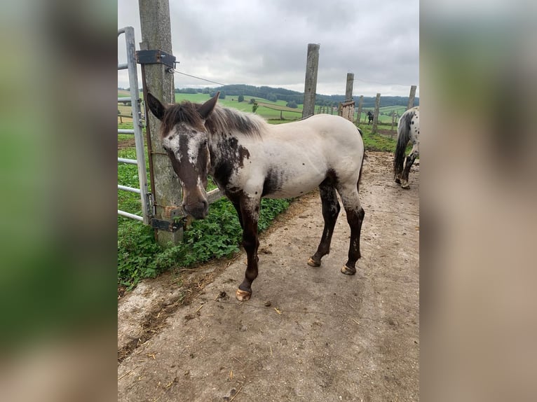Noriker Mare Foal (02/2025) in Ro&#xDF;bach