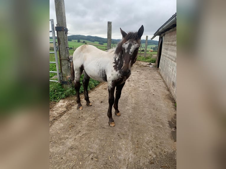 Noriker Mare Foal (02/2025) in Ro&#xDF;bach