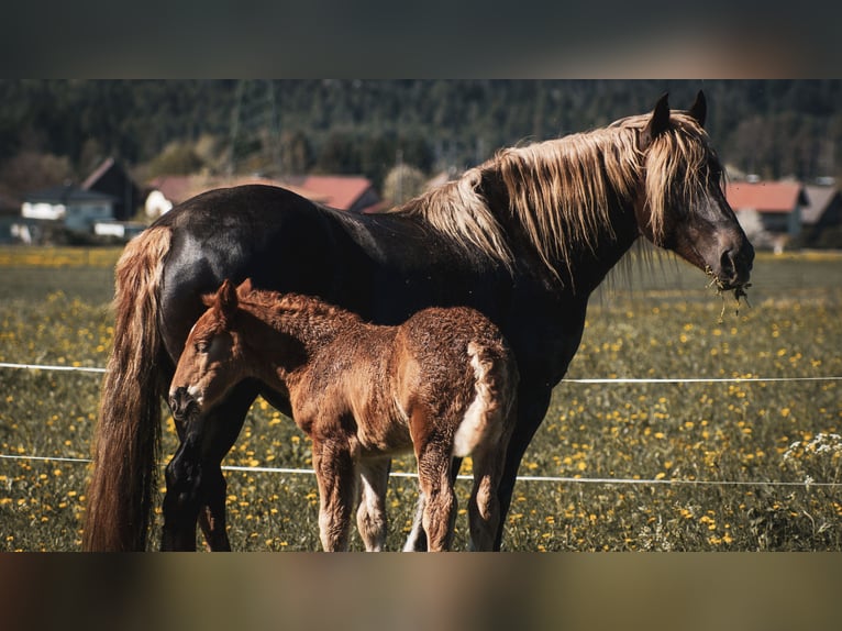 Noriker Mare Foal (03/2024) Chestnut in Oberschütt