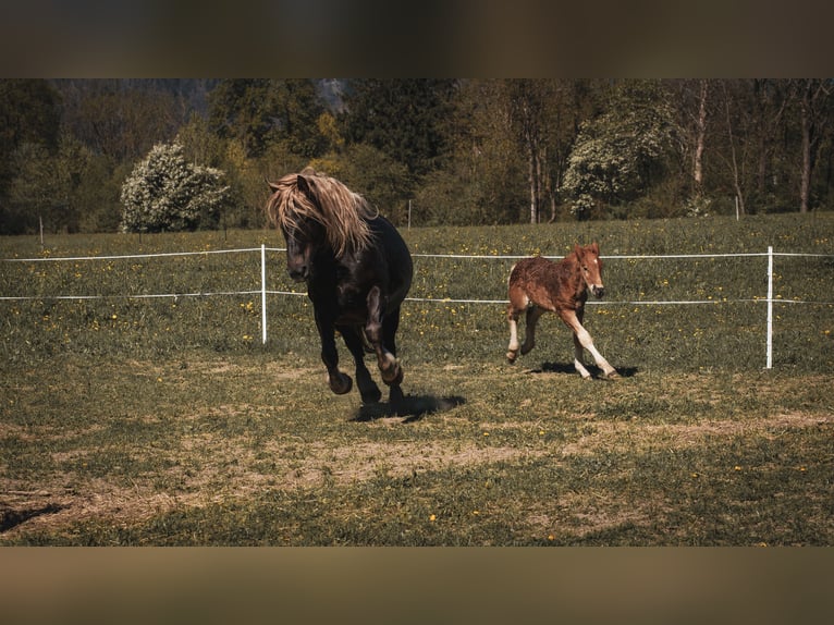 Noriker Mare Foal (03/2024) Chestnut in Oberschütt