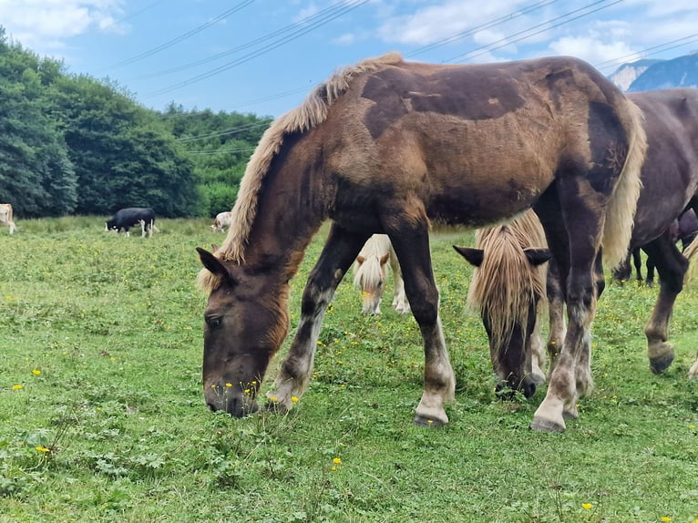 Noriker Mare Foal (03/2024) Chestnut in Oberschütt