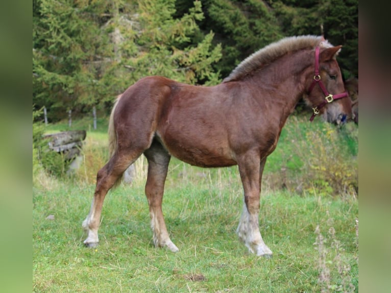 Noriker Mare Foal (01/2025) Chestnut in Neumarkt in der Steiermark