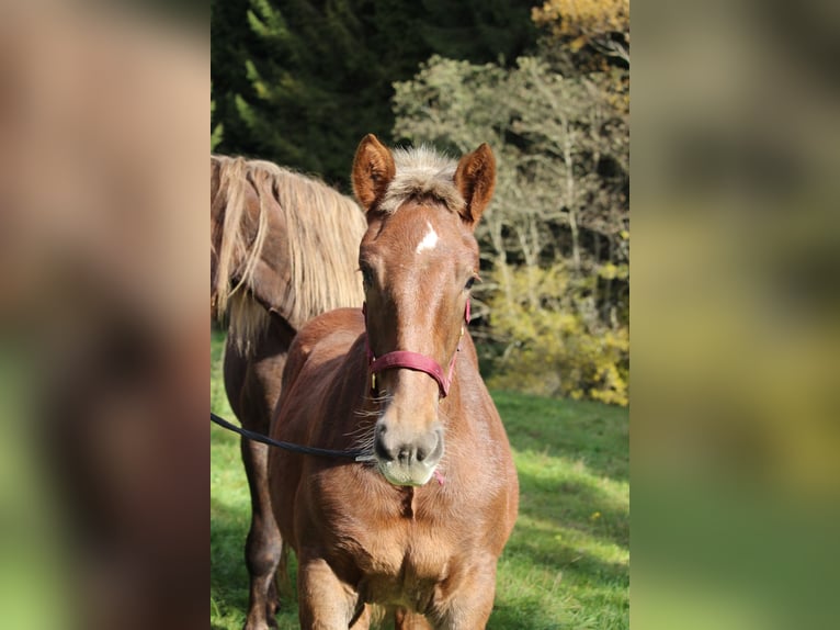 Noriker Mare Foal (01/2025) Chestnut in Neumarkt in der Steiermark