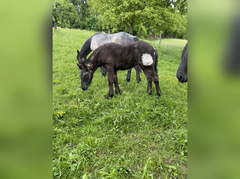 Noriker Mare  Gray-Blue-Tan in Rothenthurn