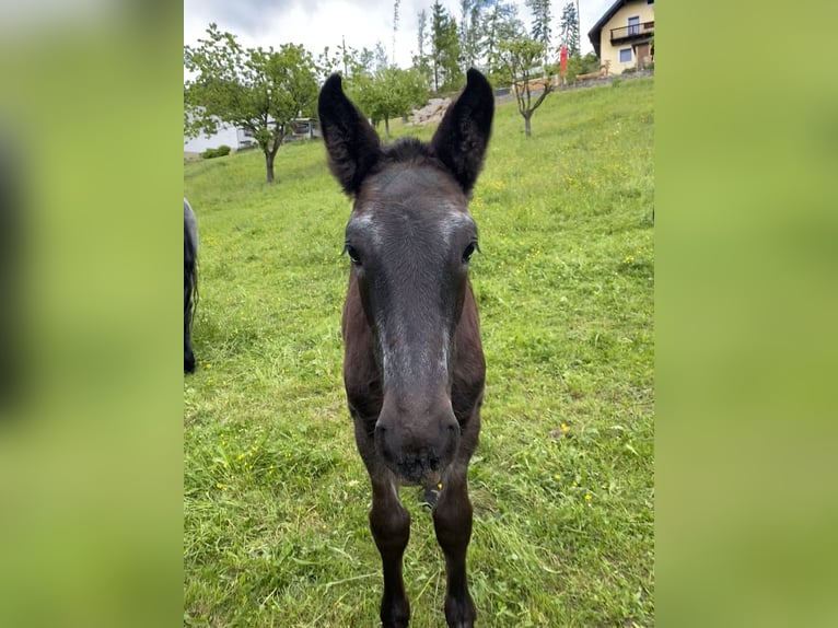 Noriker Mare  Gray-Blue-Tan in Rothenthurn