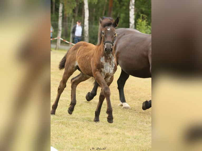 Noriker Mare Foal (04/2026) Grey-Blue-Tan in Stadland