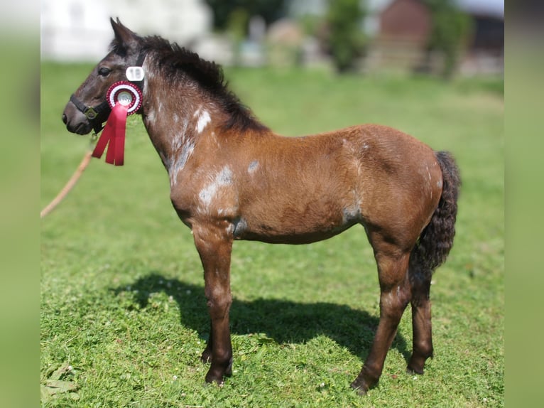 Noriker Mare Foal (04/2026) Grey-Blue-Tan in Stadland