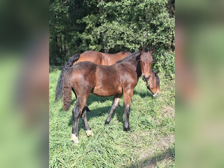 Noriker Mare Foal (04/2026)  in Feistritz Gail