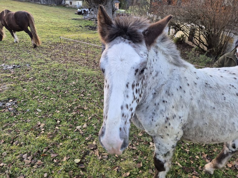 Noriker Mare Foal (05/2025) Leopard-Piebald in Tamsweg