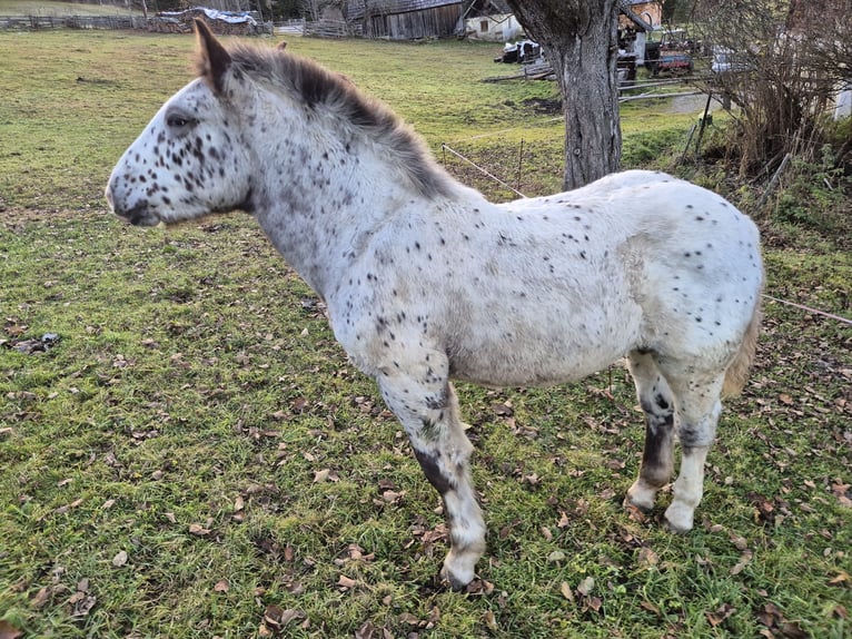 Noriker Mare Foal (05/2025) Leopard-Piebald in Tamsweg