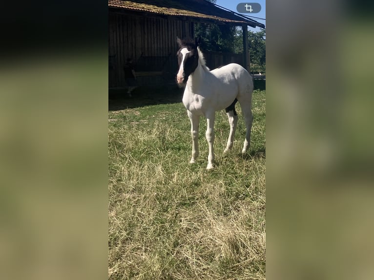 Noriker Mare Foal (02/2026) Pinto in St. Martin im Innkreis