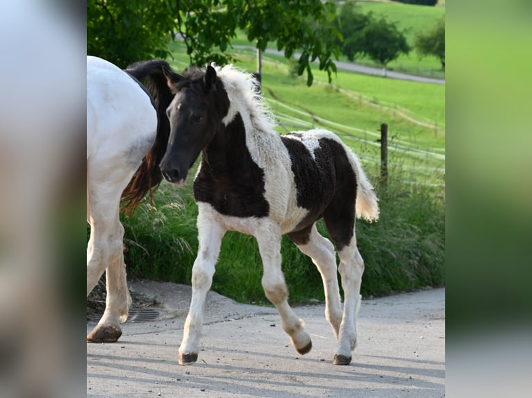 Noriker Mare Foal (01/2025) Tobiano-all-colors in Klettgau