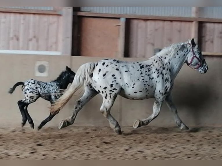 Noriker Merrie 10 Jaar 160 cm Appaloosa in Klettgau