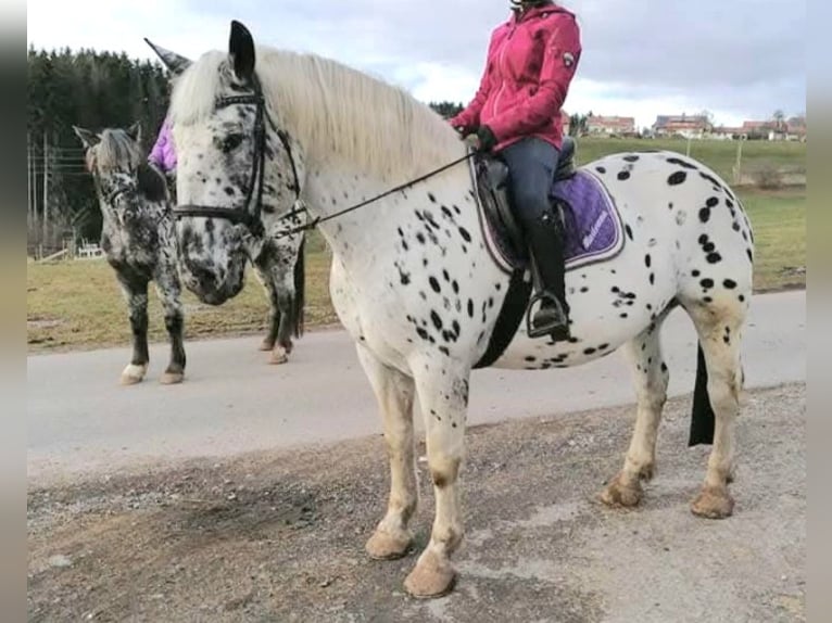 Noriker Merrie 10 Jaar 160 cm Appaloosa in Klettgau