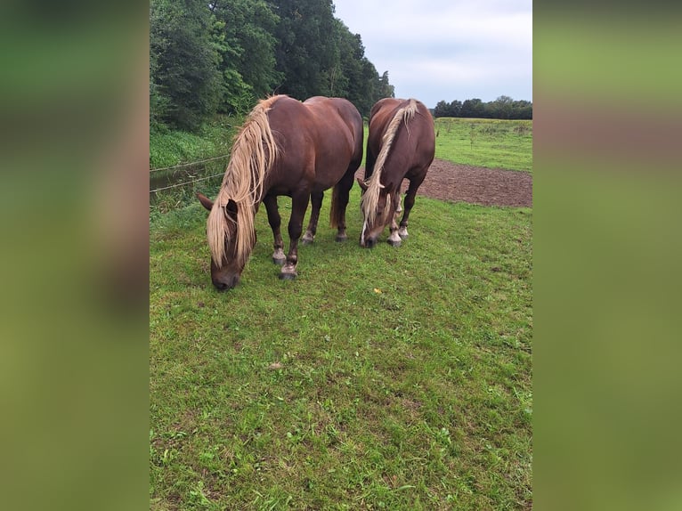 Noriker Merrie 10 Jaar 163 cm Donkere-vos in Schmadebeck