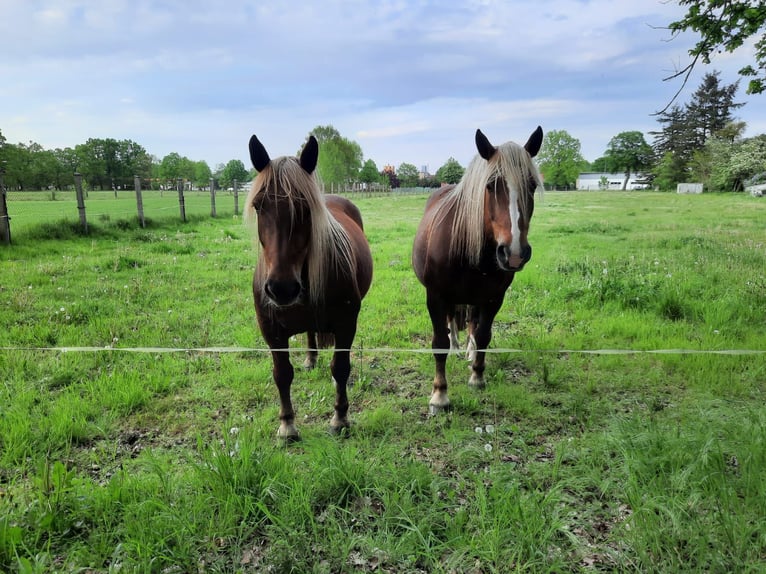 Noriker Merrie 10 Jaar 163 cm Donkere-vos in Schmadebeck