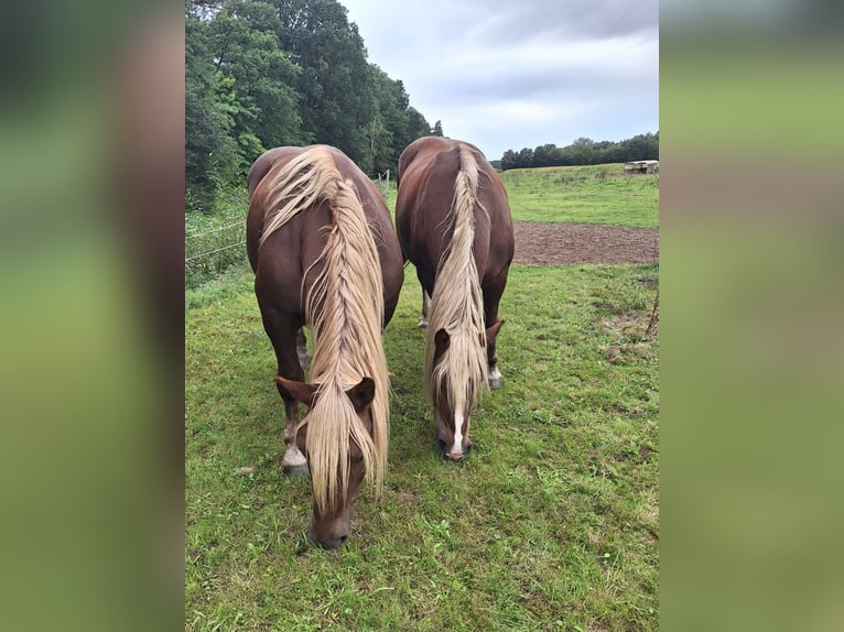 Noriker Merrie 10 Jaar 163 cm Donkere-vos in Schmadebeck