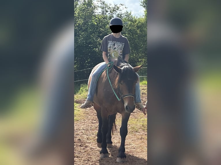 Noriker Merrie 10 Jaar 165 cm Bruin in Waldenburg