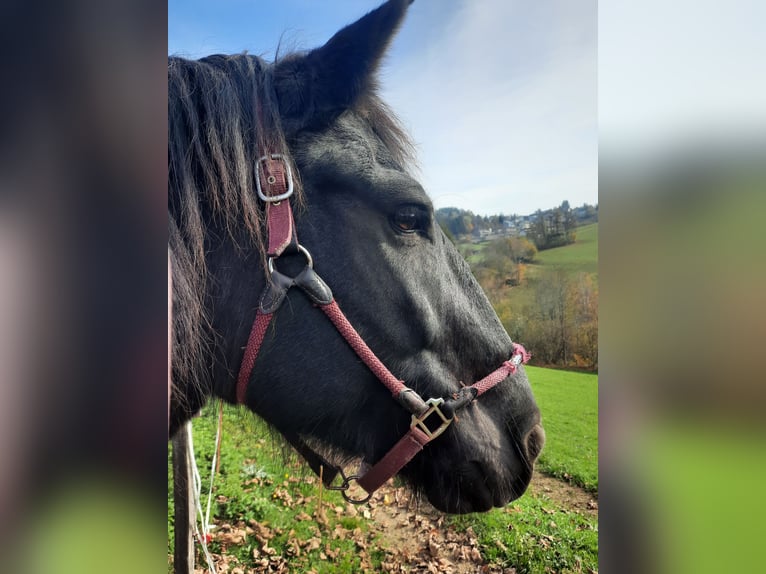 Noriker Merrie 10 Jaar 165 cm Zwart in Wiesmannsreith