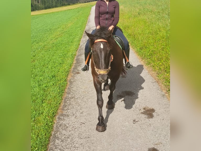 Noriker Merrie 10 Jaar 170 cm in Obertilliach