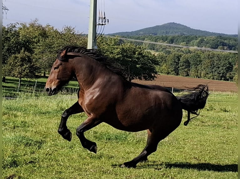 Noriker Merrie 10 Jaar 175 cm Bruin in Eggolsheim