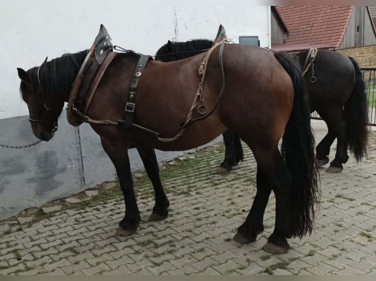 Noriker Merrie 10 Jaar 175 cm Bruin in Eggolsheim