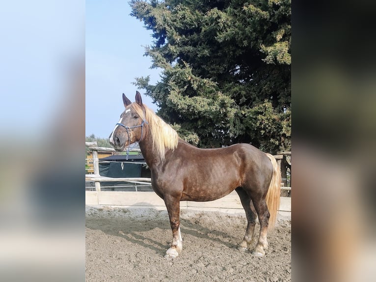 Noriker Merrie 10 Jaar Lichtbruin in Brescia