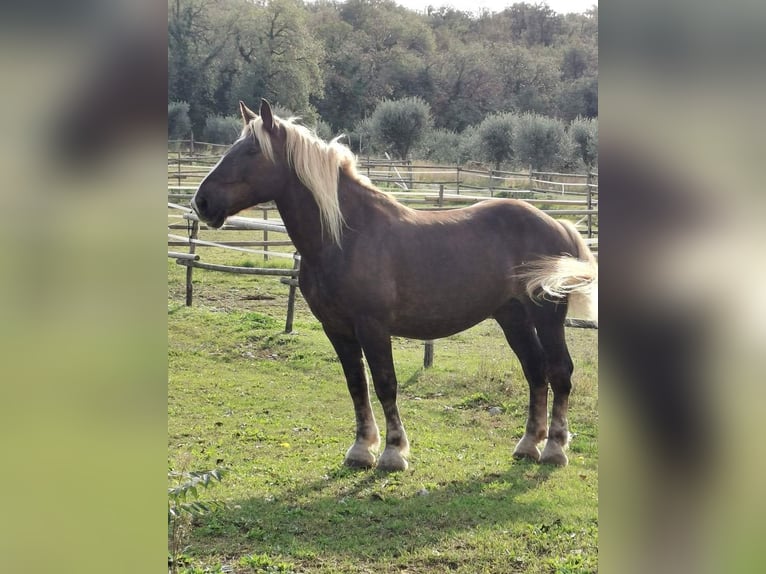 Noriker Merrie 10 Jaar Lichtbruin in Brescia