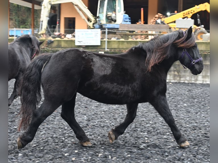 Noriker Merrie 11 Jaar 156 cm in Küssaberg