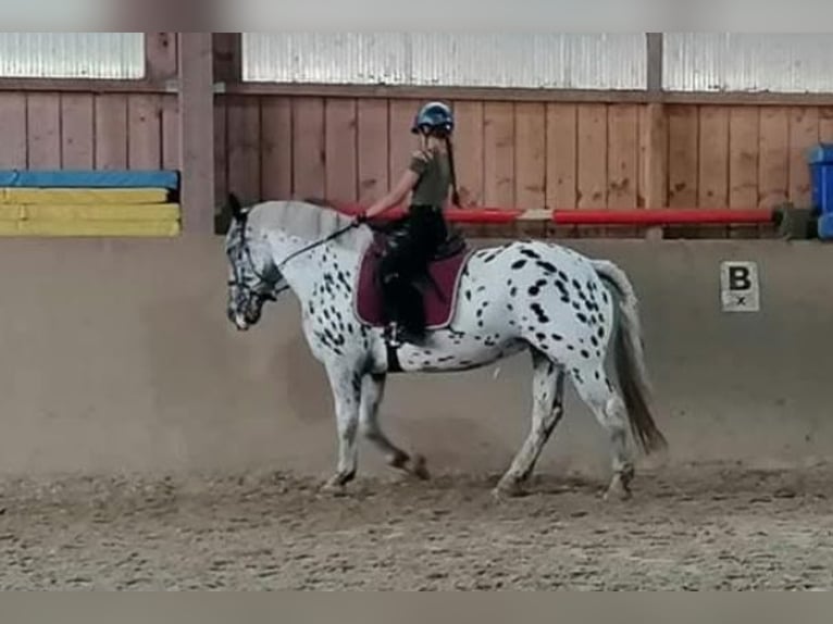 Noriker Merrie 11 Jaar 160 cm Appaloosa in Klettgau