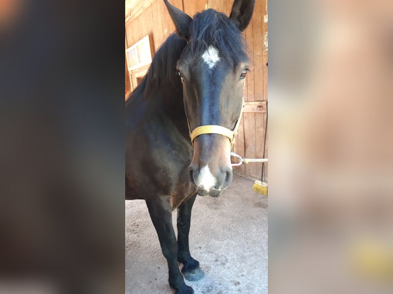 Noriker Merrie 11 Jaar 162 cm Zwartbruin in Roßleithen