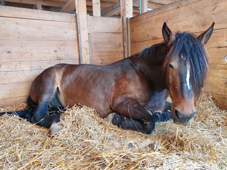 Noriker Merrie 12 Jaar 154 cm Bruin in Innerberg