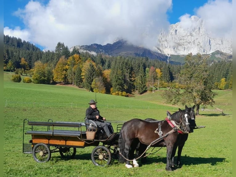 Noriker Merrie 12 Jaar 159 cm Zwart in Wasen im Emmental