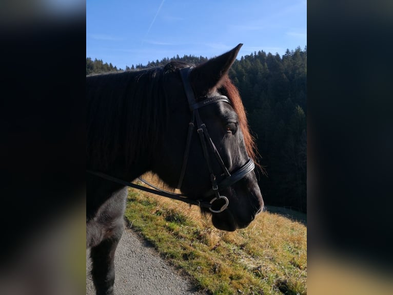 Noriker Merrie 12 Jaar 159 cm Zwart in Wasen im Emmental