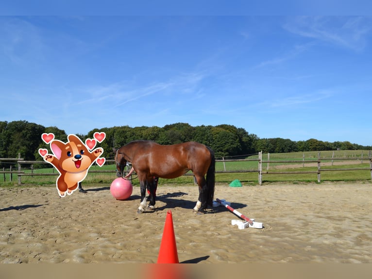 Noriker Merrie 12 Jaar 167 cm Bruin in Remscheid