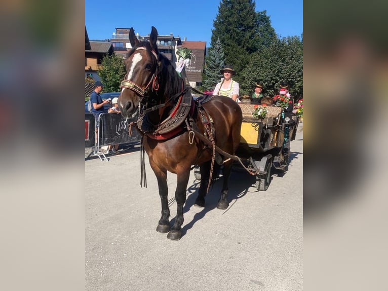 Noriker Merrie 12 Jaar Bruin in Matrei