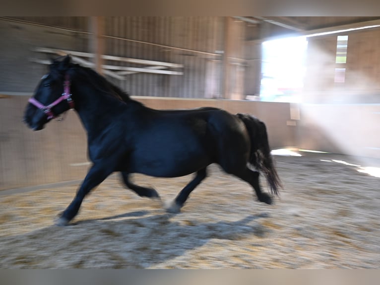 Noriker Merrie 13 Jaar 156 cm  in Küssaberg