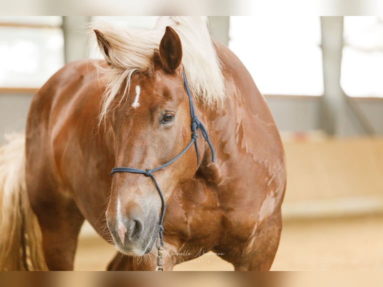 Noriker Merrie 13 Jaar 165 cm Donkere-vos in Varrel