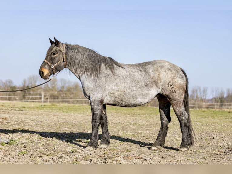 Noriker Merrie 13 Jaar 167 cm Blauwschimmel in Kraiburg am Inn