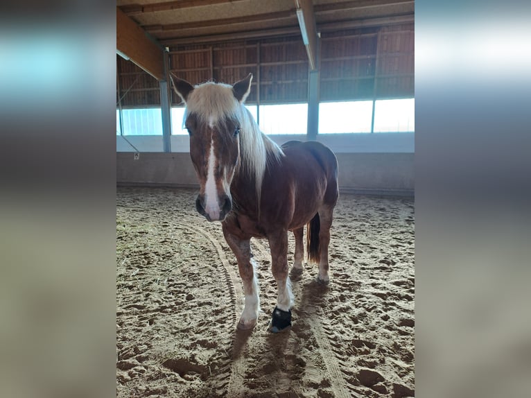 Noriker Merrie 14 Jaar 160 cm Donkere-vos in Nauen